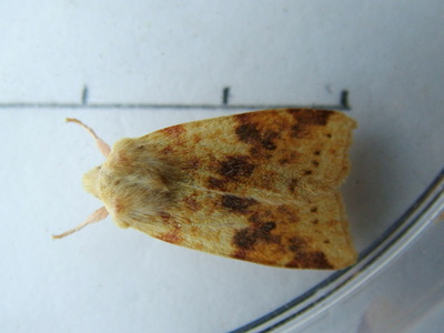 Sallow